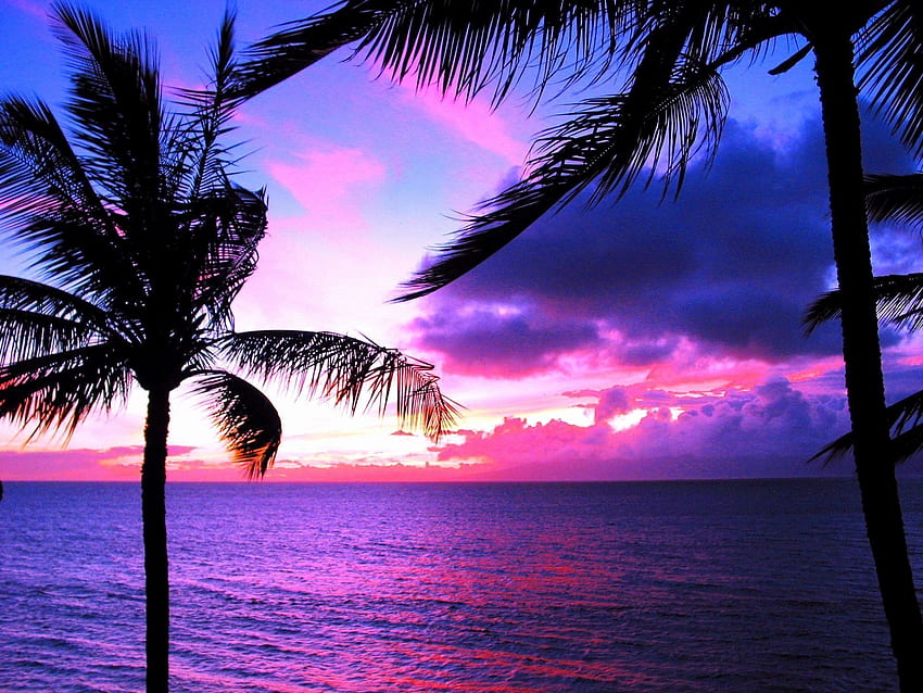 ハワイのビーチの背景高級ヤシの木、紫のヤシの木 高画質の壁紙