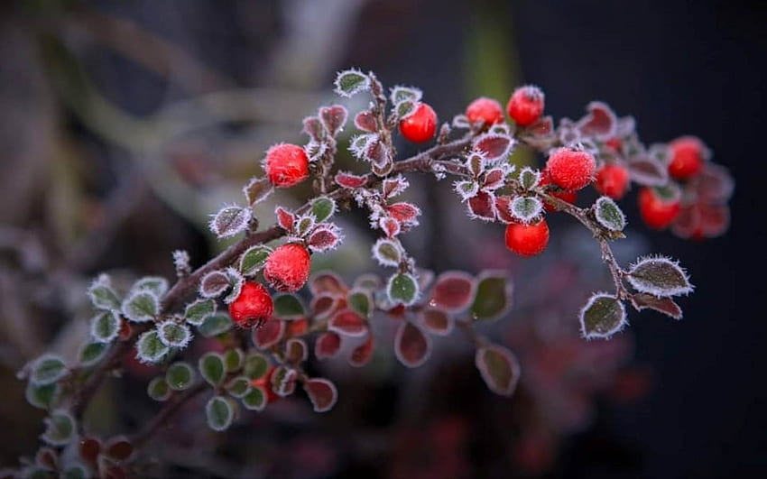 Frosty Berries, Lettonia, frutti di bosco, macro, brina Sfondo HD