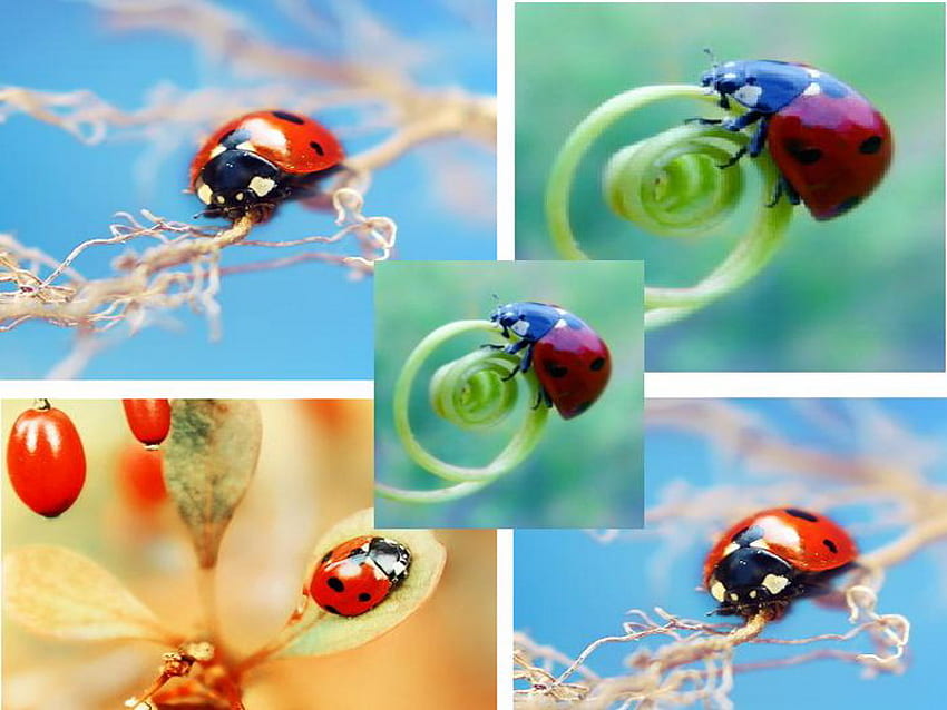 ladybug, summer, luck, collage HD wallpaper