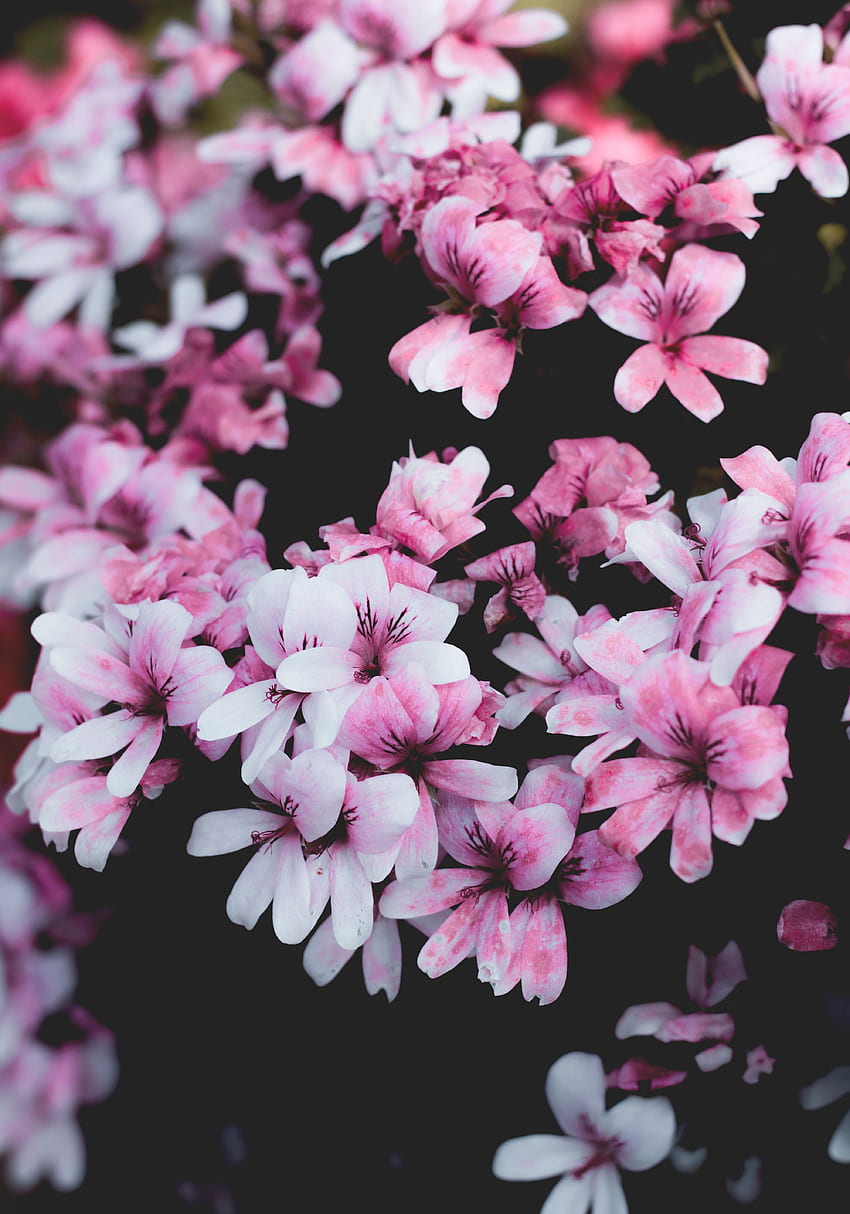 花, ピンク, ブッシュ, ブルーム, 開花, ゼラニウム HD電話の壁紙