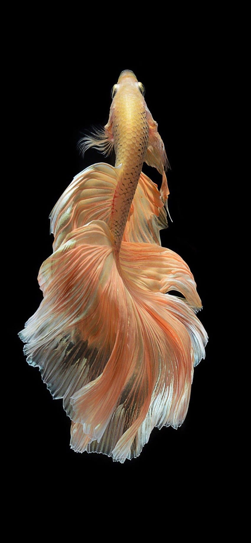 iPhone x koi fish and collection for & Mobile. HD phone wallpaper