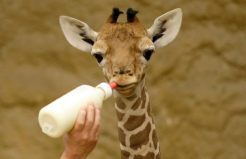 Baby giraffe, Cute Baby Animal HD wallpaper