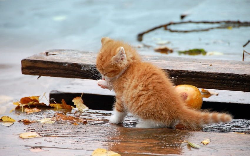 Small Orange Kitten in the Rain . Small Orange Kitten in the Rain stock, Cat Rain HD wallpaper