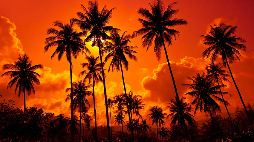 Orange sunset, palms, clouds, silhouette HD wallpaper