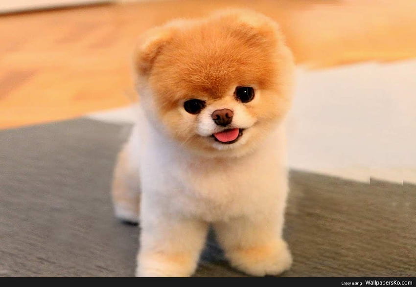 Boo Dog - Boo Dog - & Background, Cute Jiffpom Sfondo HD