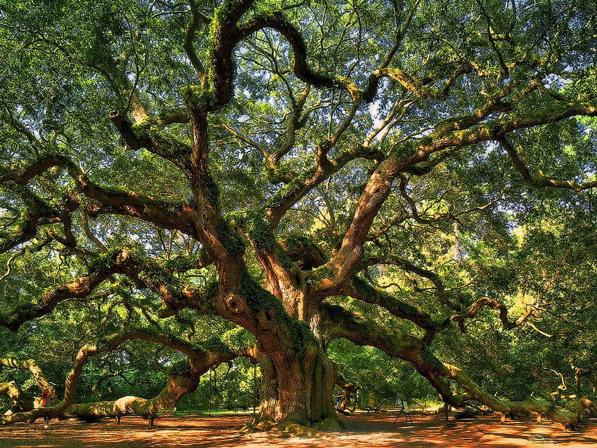 Pohon Oak , Pohon Oak untuk . V.686. Ek, Daun Ek Wallpaper HD