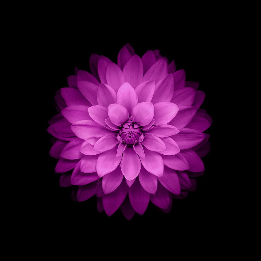 Flowers ios 8 purple flowers HD phone wallpaper | Pxfuel