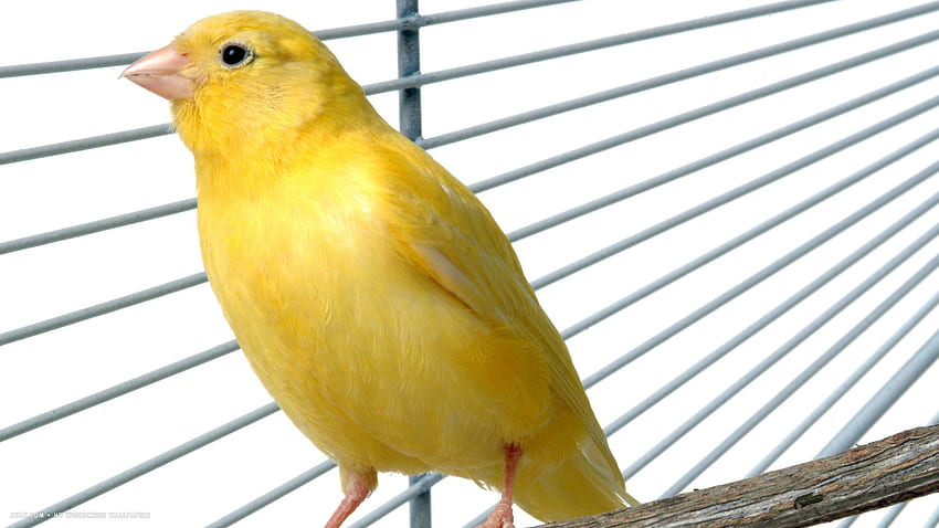 canary yellow cage pet bird / birds HD wallpaper