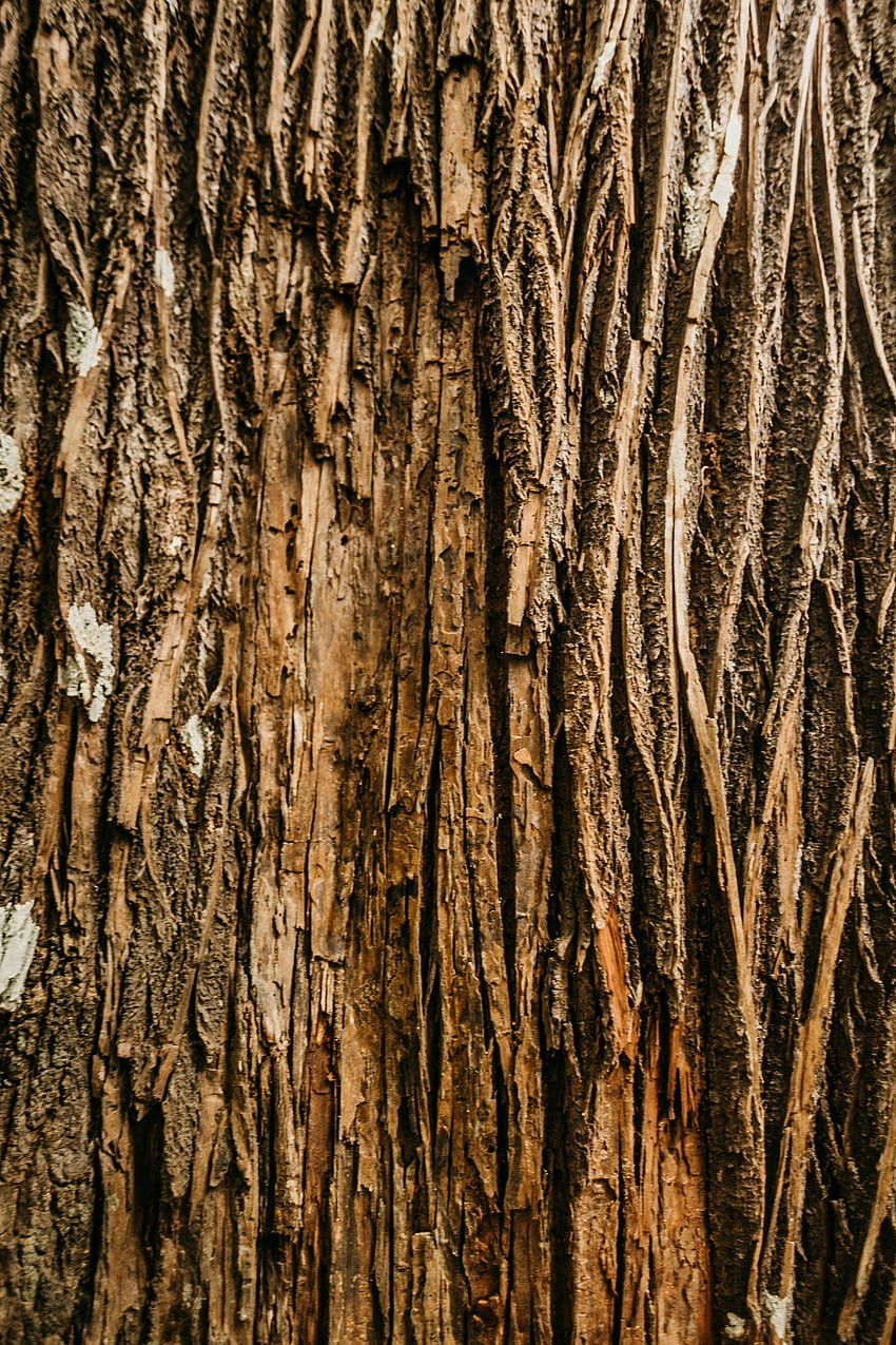 Wood, Wooden, Tree, Texture, Textures, Relief, Bark HD phone wallpaper