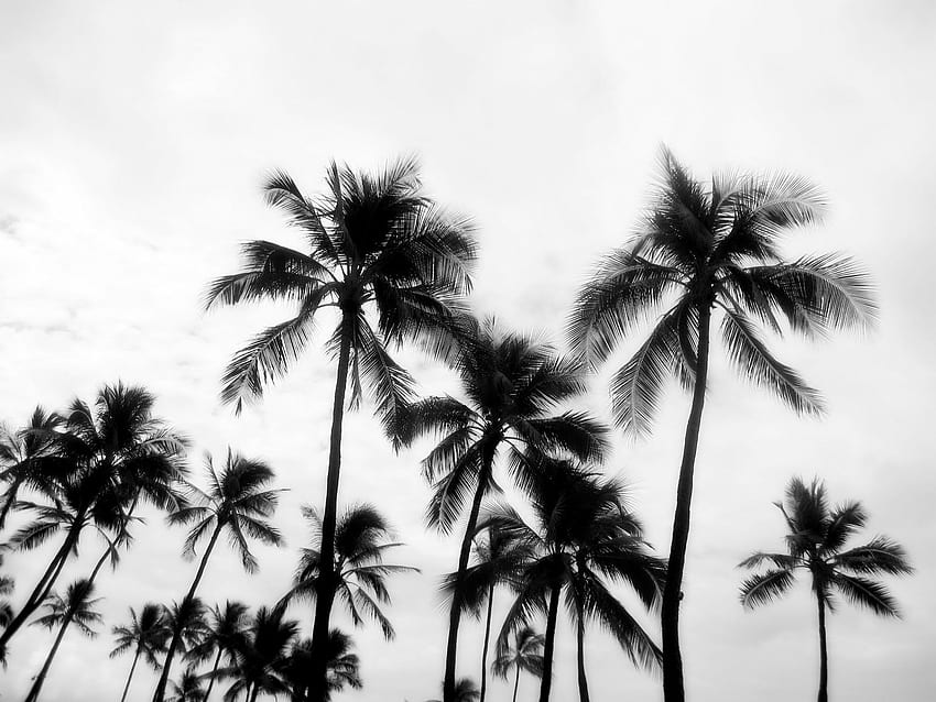 Palm Angels, Black and White Palm Tree HD wallpaper