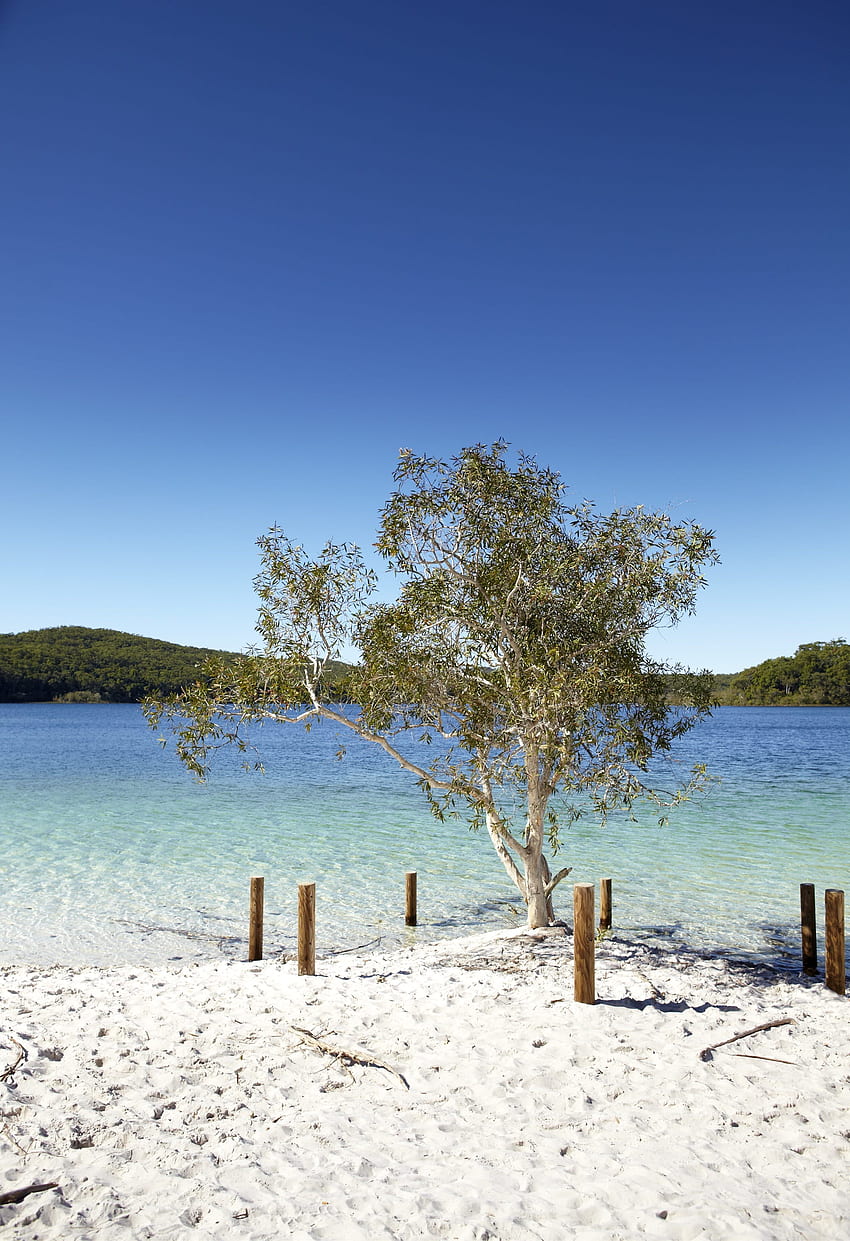 Fraser Island travel. Queensland, Australia, Australia & Pacific - Lonely Planet HD phone wallpaper