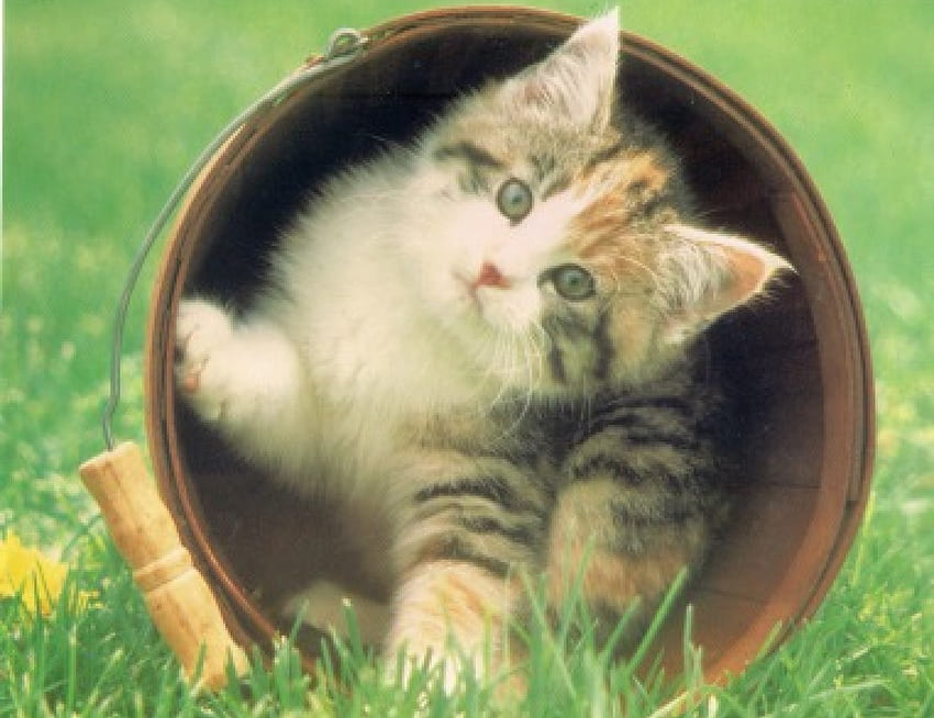 Anak kucing dalam ember, anak kucing, hijau, ember, imut, rumput, cakar Wallpaper HD