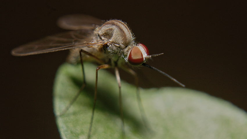 Komar, owad, nogi, z bliska panoramiczny ekran 16:9 w tle Tapeta HD