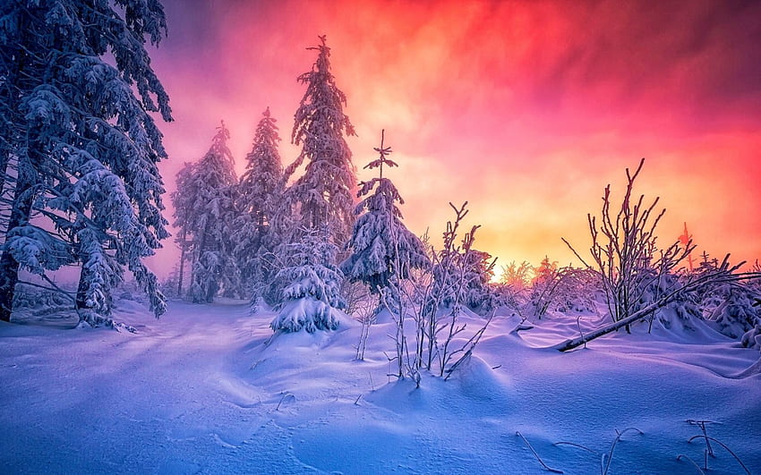 Śnieżny wschód słońca, zima, mróz, kolorowe niebo, sosny, zimno, piękny, wschód słońca, śnieg, chmury, Niemcy, las Tapeta HD