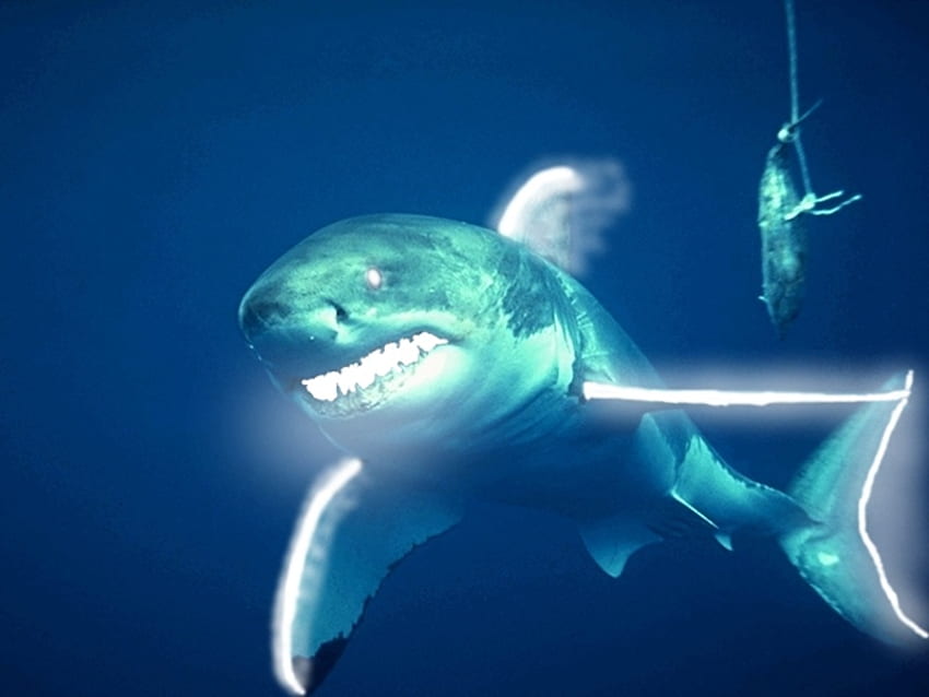 grand requin néon blanc, requin Fond d'écran HD