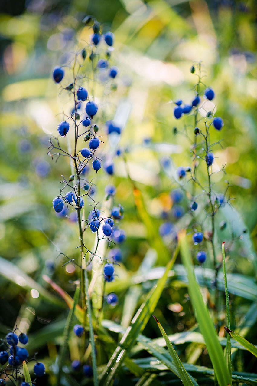 Nature, Grass, Berries, Plant, Fruit HD phone wallpaper | Pxfuel