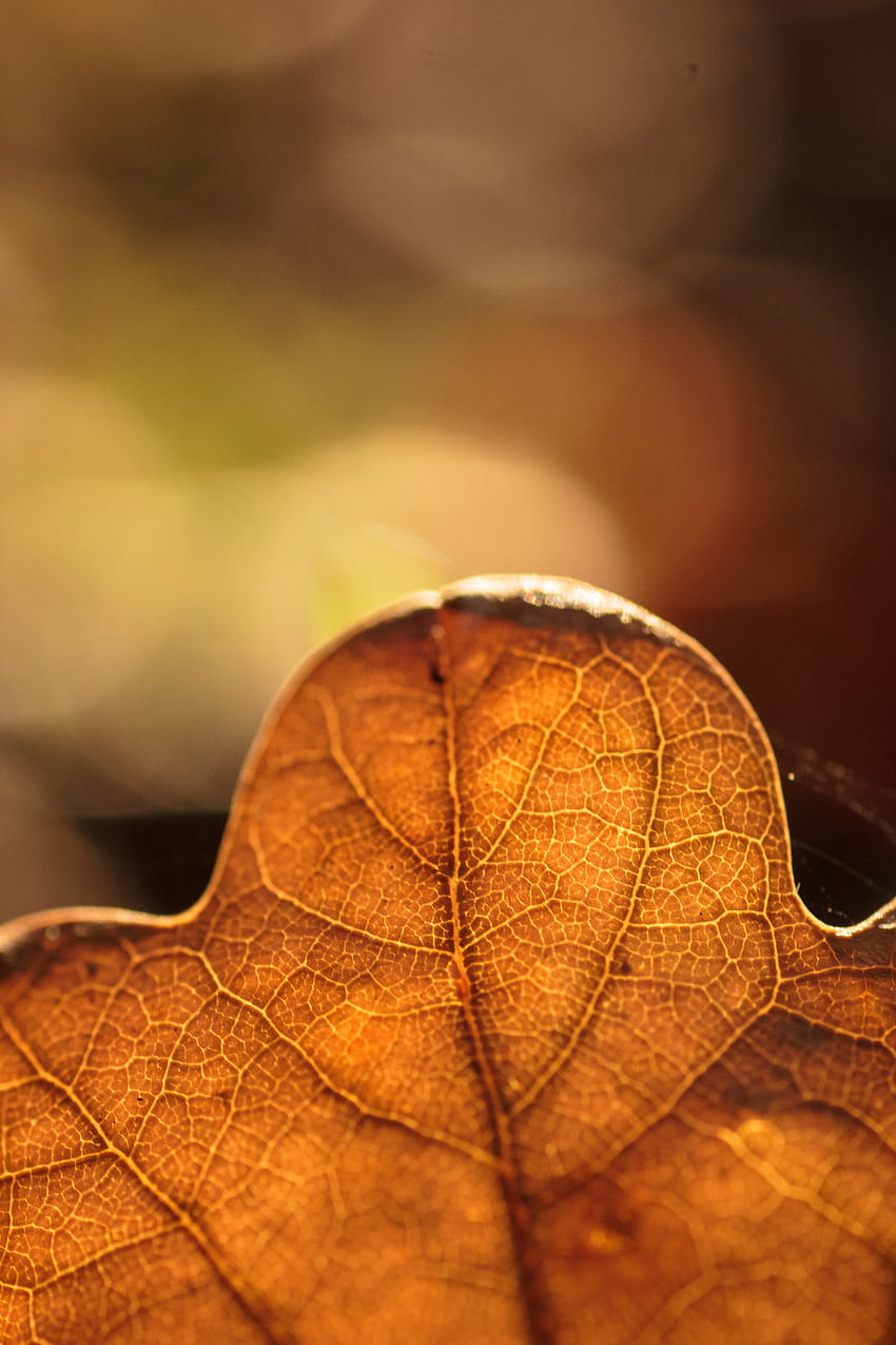 Autumn, Macro, Blur, Smooth, Sheet, Leaf, Veins HD phone wallpaper