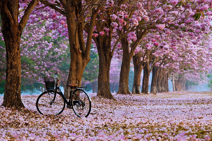 Spring, Forest, Beautiful, Nature, Earth, , Flower, Tree, Park, Bicycle, landscape, Flower Trees HD wallpaper