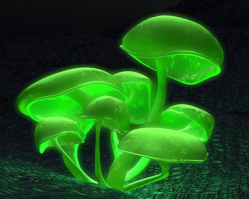 Glowing Mushrooms Images  Browse 391 Stock Photos Vectors and Video   Adobe Stock