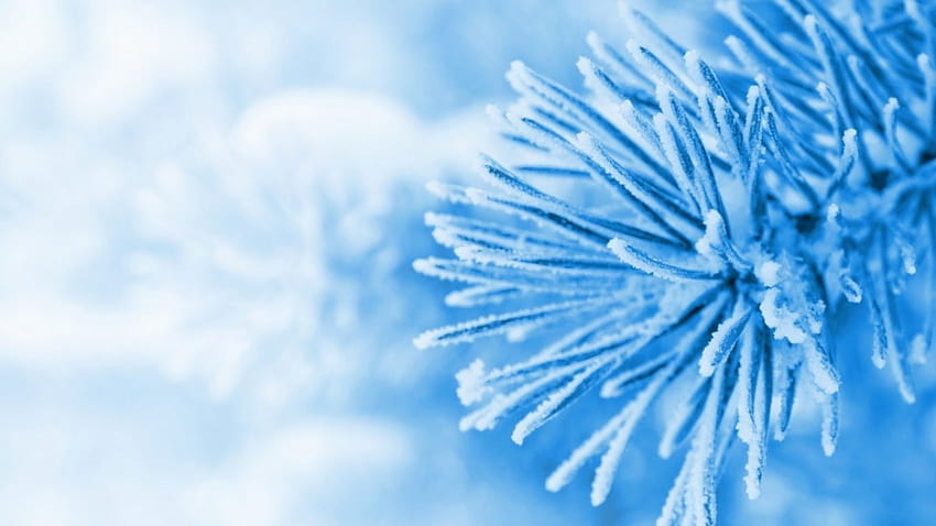 blue fir, 겨울, 파랑, 그래피, , frosty, fir, 요약, snow, 확대, , trwigs, 매크로, frosted, frost, frozen, branch, leaves, pine, 자연, 잎 HD 월페이퍼