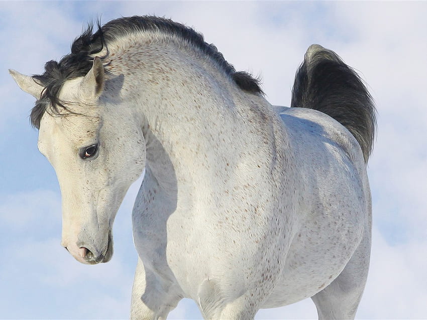 Wonderful Horses 3, cavalo, cabeça, branco, lindo papel de parede HD