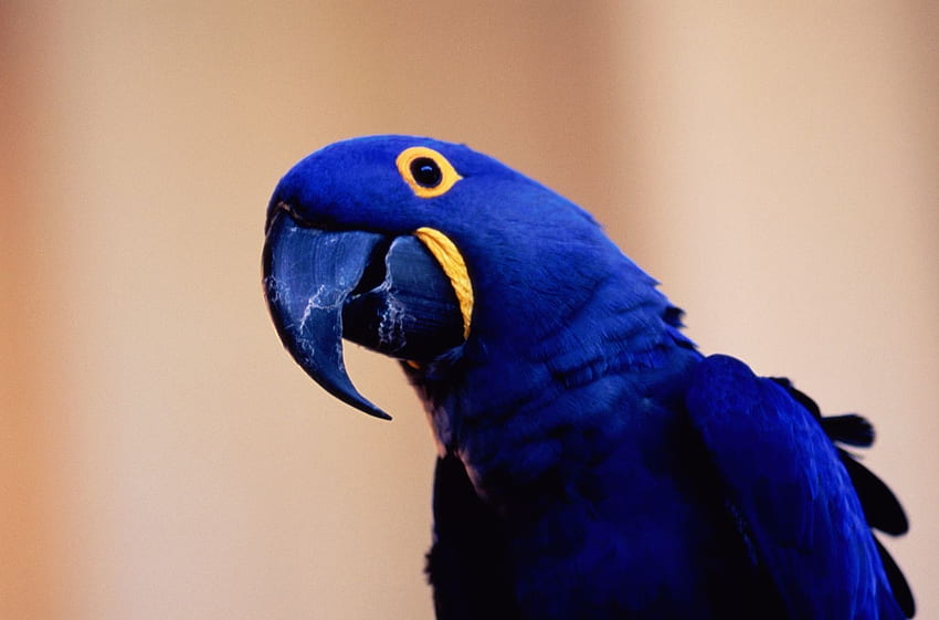 Arara Azul, animal, arara, pássaro, jacinto papel de parede HD