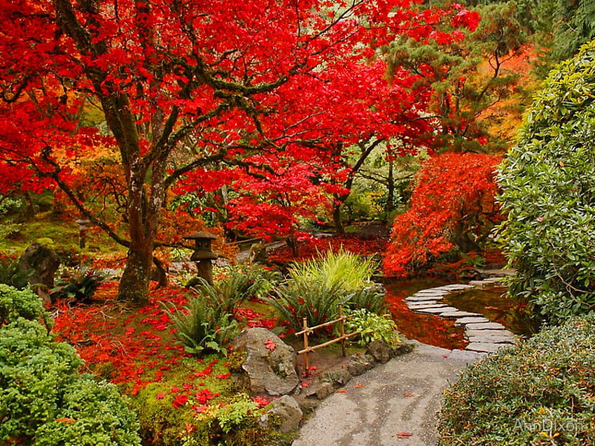 jardín colorido, colorido, árboles rojos, camino, rojo, jardín, colores, parque fondo de pantalla