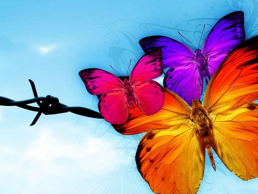 Butterfly, Flying Butterfly HD wallpaper | Pxfuel