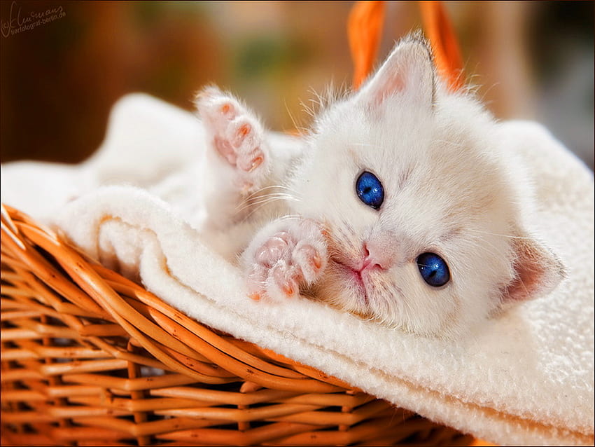 Like a baby, kitten, sweet, blue eyes, kitty, cute, baby, cat, paws, like, basket, lazy, blanket, adorable HD wallpaper