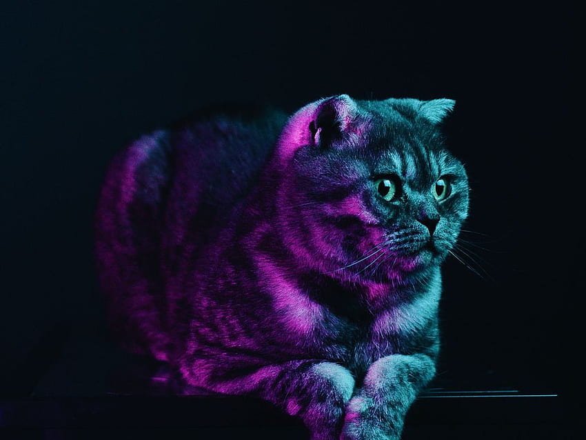 scottish fold, cat, gray, pet, neon standard 4:3 background HD wallpaper