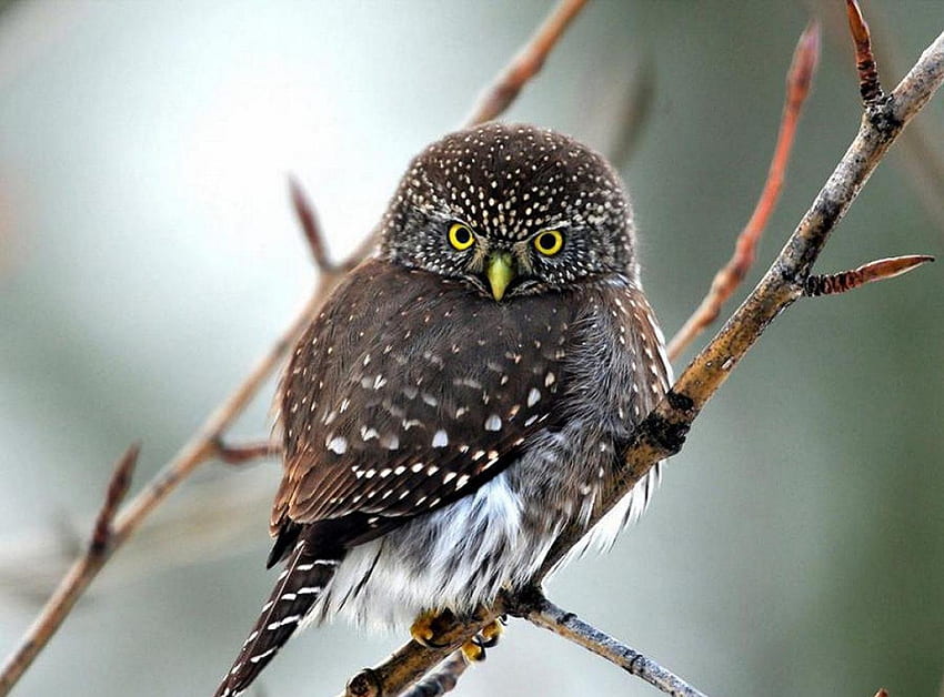 Owl, winter, birds, snow HD wallpaper