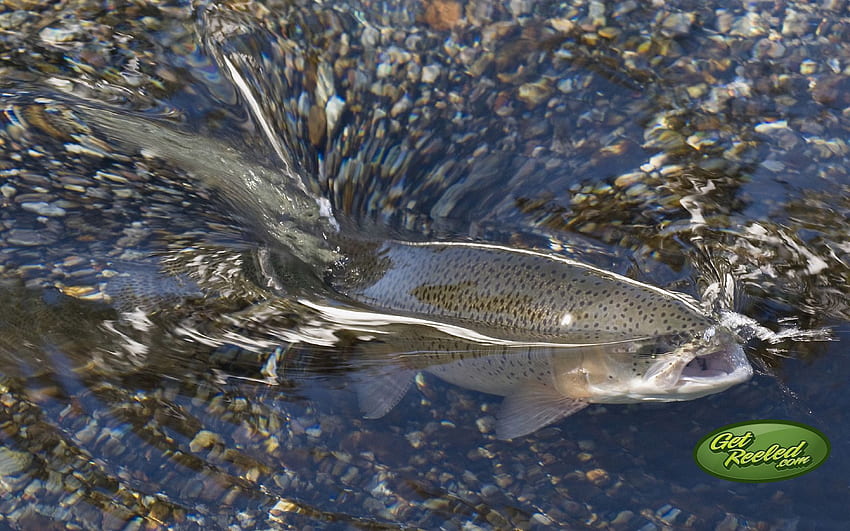 Trout Background for Computer. Computer, Fly Fishing HD wallpaper