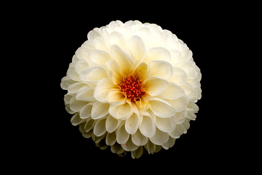 White dahlia, flower, portrait HD wallpaper