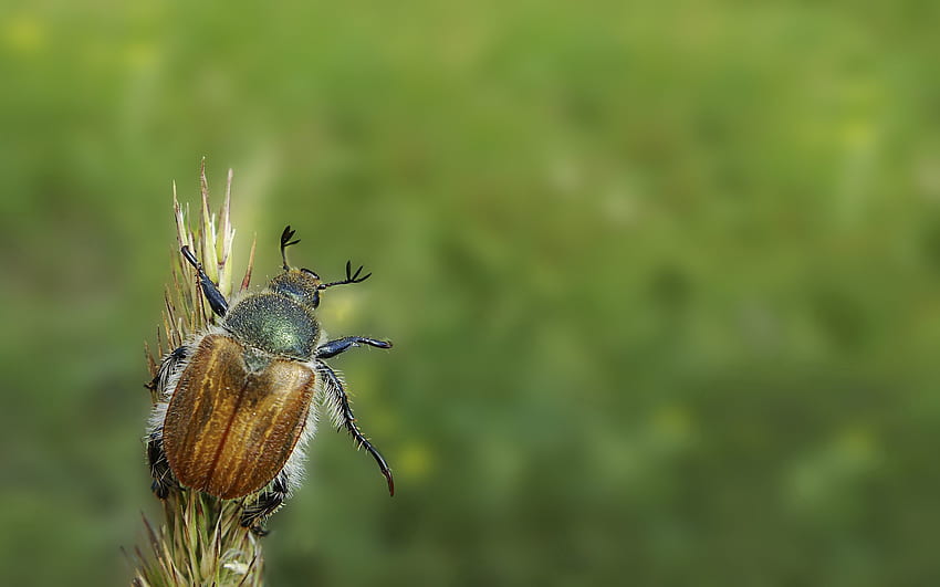 Rumput, Musim Panas, Makro, Minimalis, Bug, Kumbang Wallpaper HD
