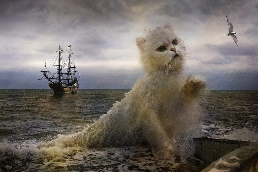 WATER CAT, ship, bird, clouds, sky, cat, ocean HD wallpaper