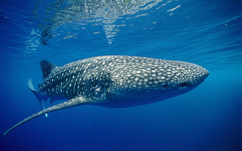 Hewan ikan paus di bawah air laut bintik air laut sirip mata alam satwa liar sealife . Wallpaper HD