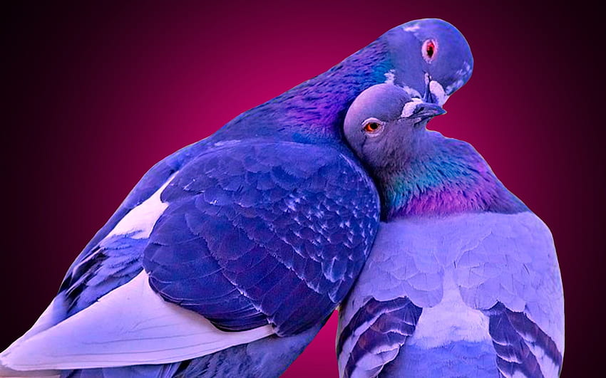 Love Birds całuje małe szczeniaki Tapeta HD