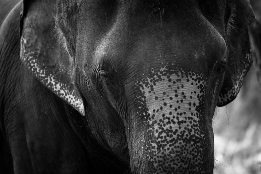 Thai Elephant, Elephant Print HD wallpaper