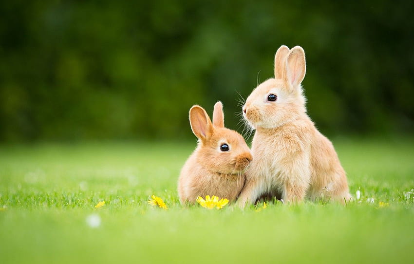 grass, glade, spring, rabbit, rabbits, red, flowers, a couple, Duo, Bunny, two, bunnies, rabbits, leverets for , section животные, Cool Rabbit HD wallpaper