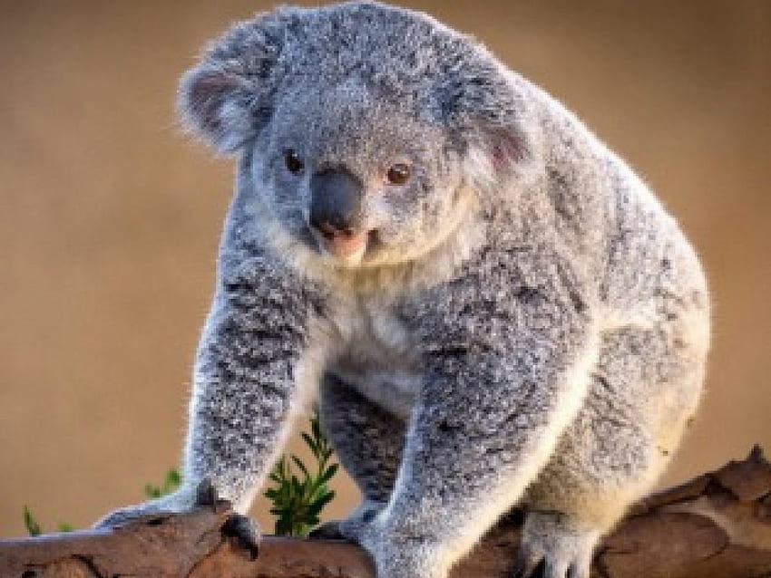 Koala, ayılar, sevimli, güzel, hayvanlar, komik, mizah, evcil hayvan, sevimli HD duvar kağıdı