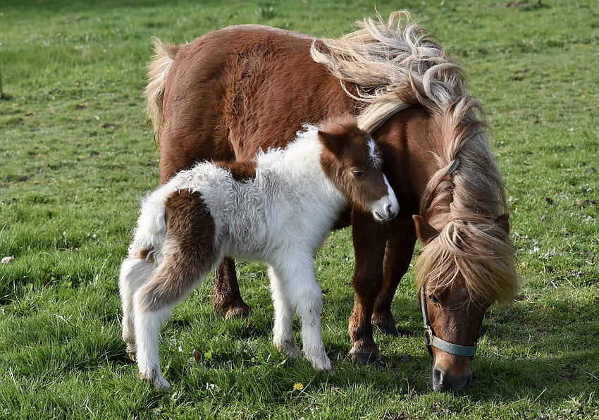 Shetland-pony, animal, Horse, Shetland, pony HD wallpaper