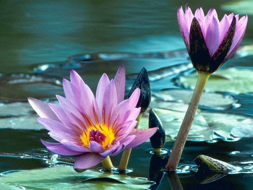 Purple Lotus on Pond, purple, flowers, lotus, pond HD wallpaper