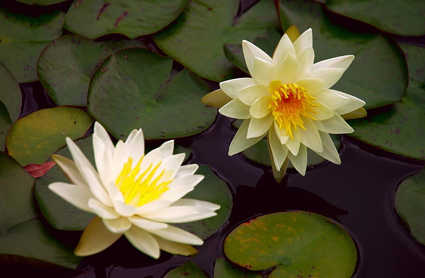 Blumen, Wasser, Blätter, Paar, Paar, Teich, Seerose HD-Hintergrundbild