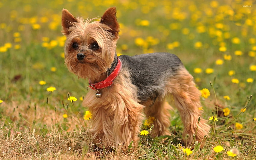 Yorkshire Terrier with a bell on its red collar - Animal HD wallpaper |  Pxfuel