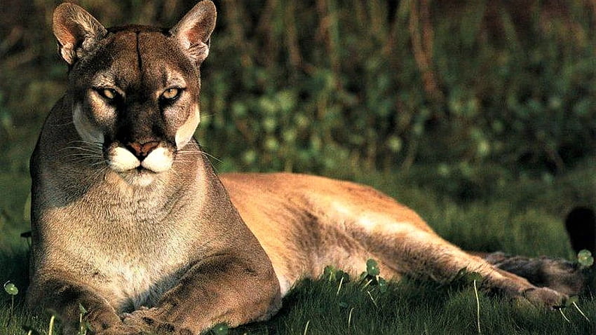 Cougar, majestic, animal, feline, puma HD wallpaper