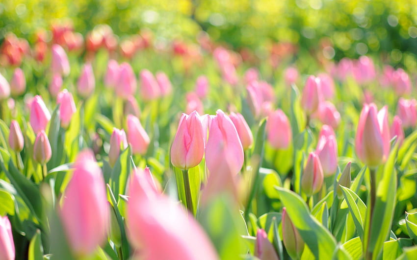 Nature, Flowers, Pink, Tulips, Field HD wallpaper