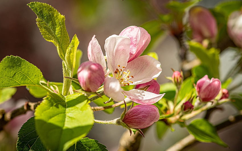 Ябълкови цветове, ябълка, пролет, макро, цветове HD тапет