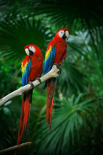 900 Free Macaw  Parrot Images  Pixabay