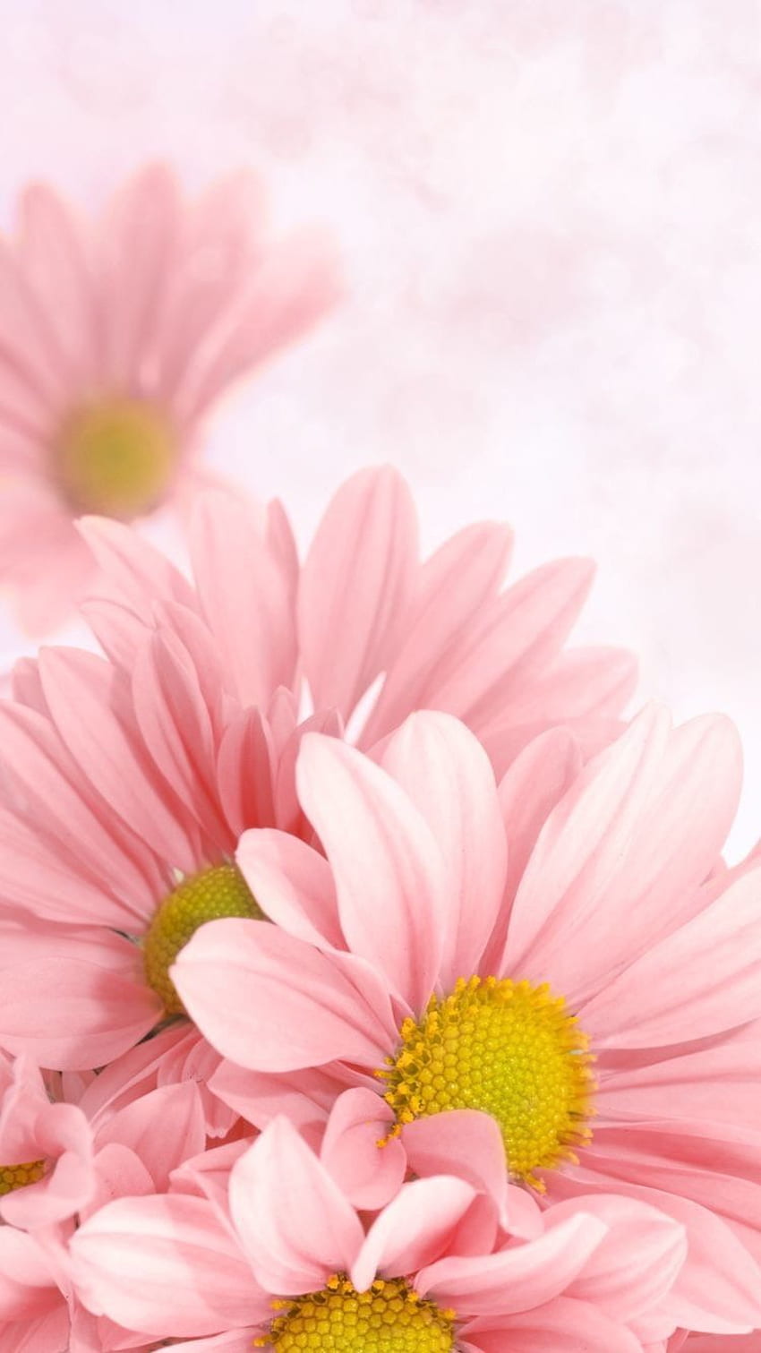 Hãy tôn vinh vẻ đẹp tinh tế và nữ tính của Delilah Flower với hình nền điện thoại Pink Delilah Flower. Chắc chắn bạn sẽ không thể rời mắt khỏi thiết bị của mình khi chiêm ngưỡng vẻ đẹp tuyệt vời này.