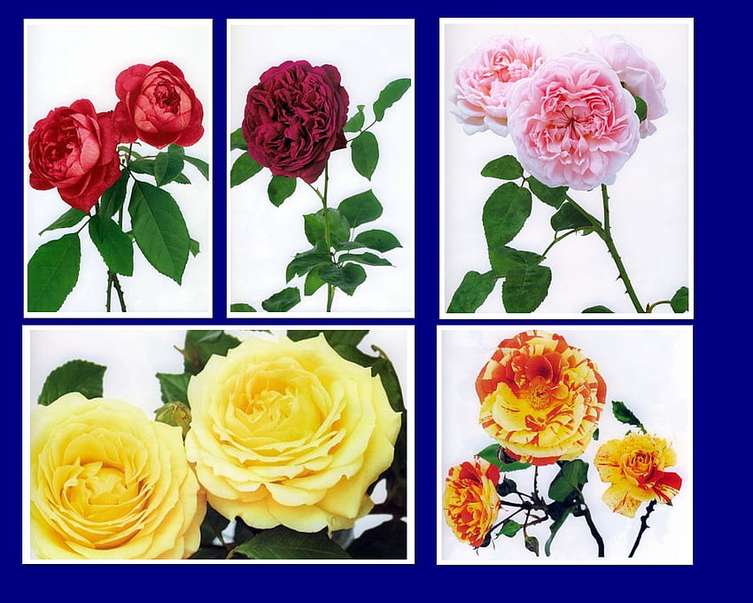 roses, pink, yellow, red, collage HD wallpaper